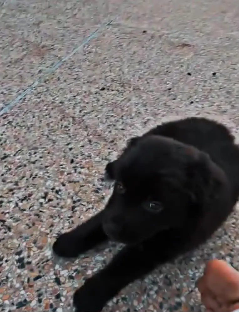 black German shepherd — photo 2