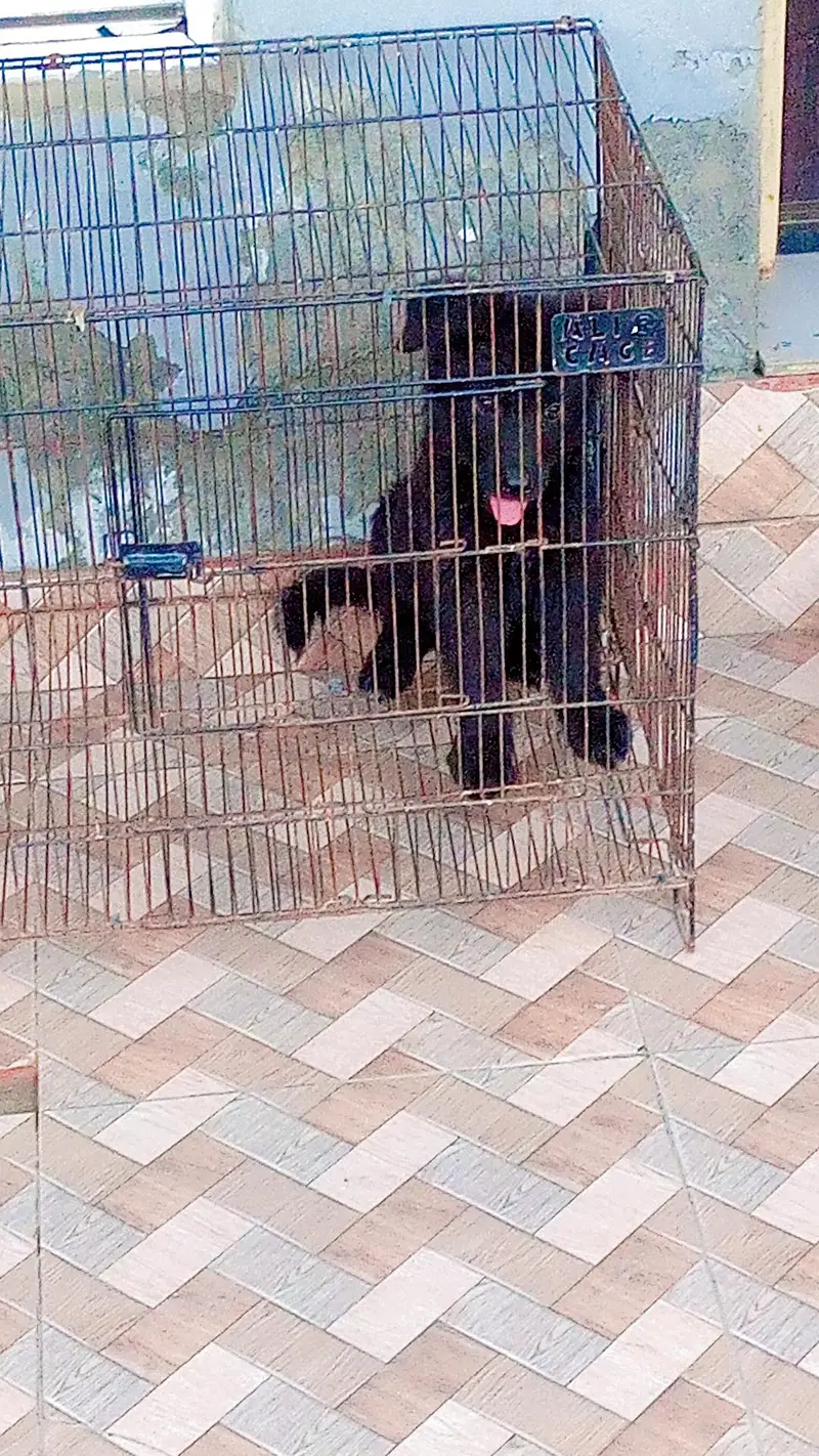 black German shepherd — photo 3