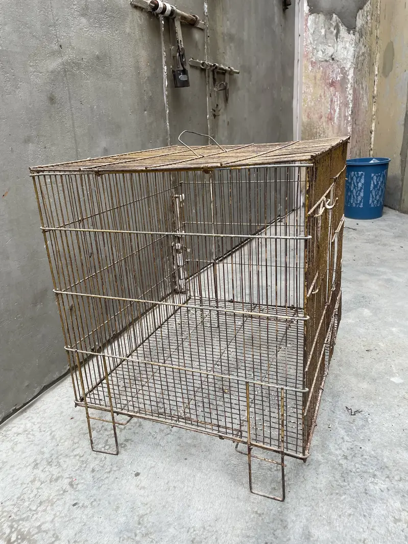 Cage ,birds,lovebirds,perots — photo 2