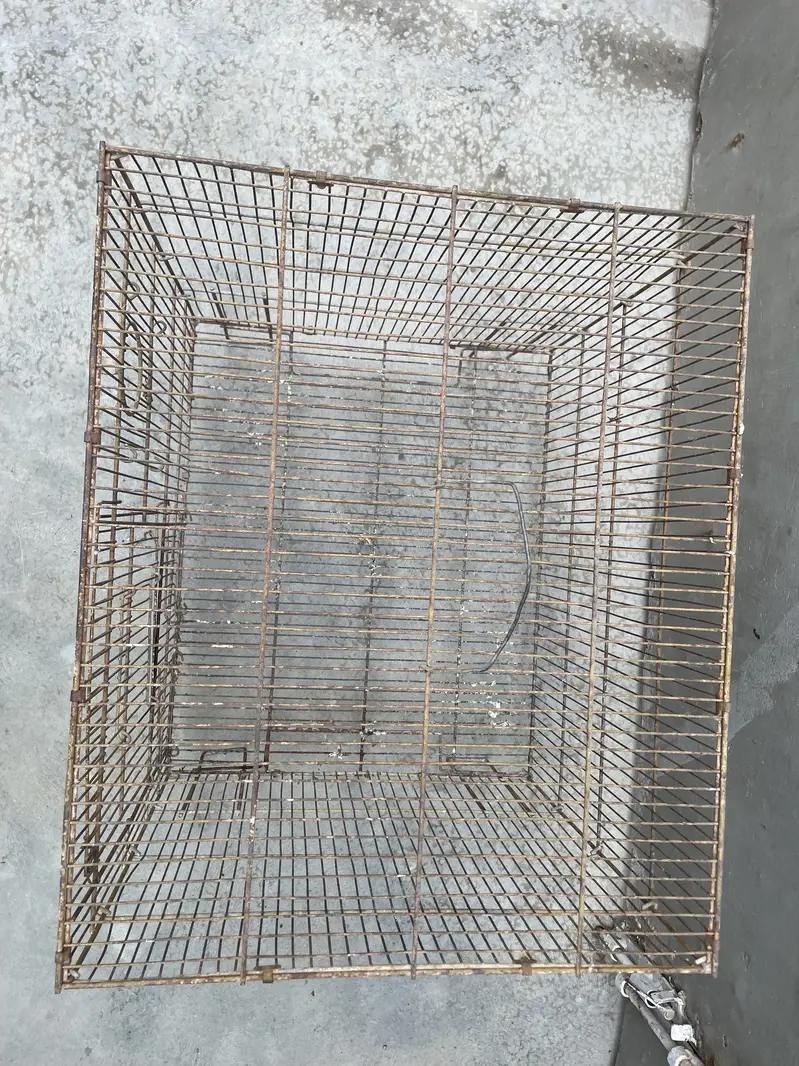 Cage ,birds,lovebirds,perots — photo 3