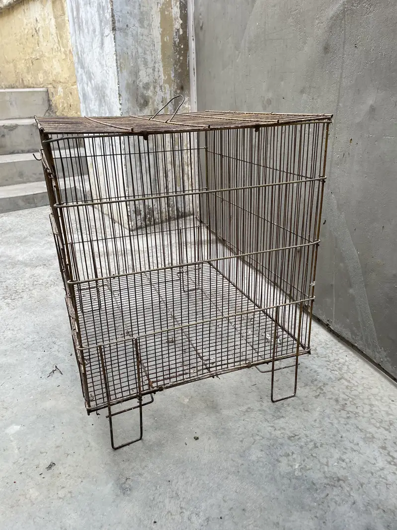 Cage ,birds,lovebirds,perots — photo 4