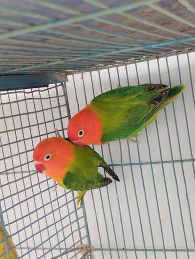 Green opline Breader pair for sale