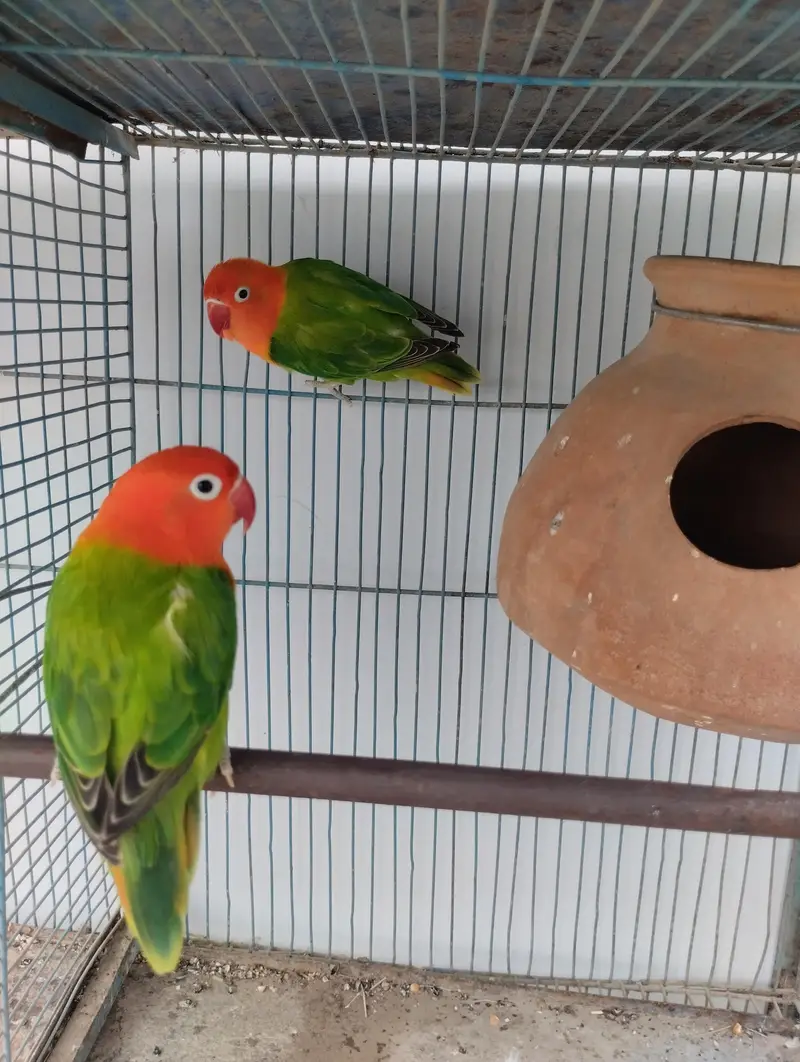Green opline Breader pair for sale — photo 2