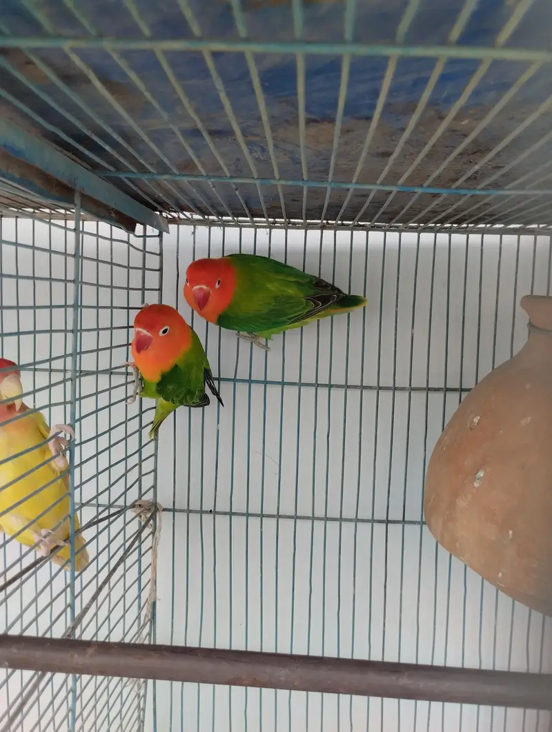 Green opline Breader pair for sale — photo 3