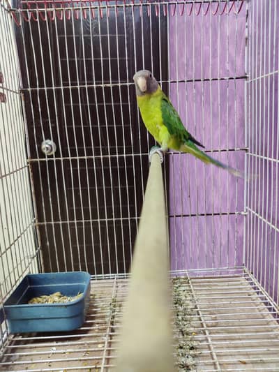 Plum Head adult female semi tamed.