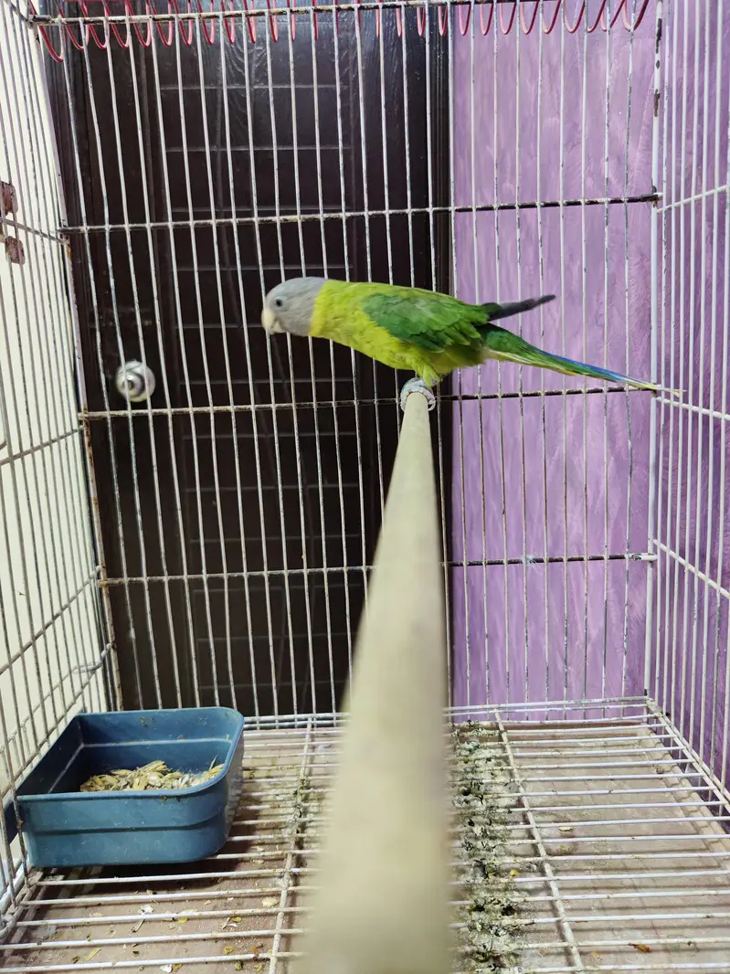Plum Head adult female semi tamed. — photo 2
