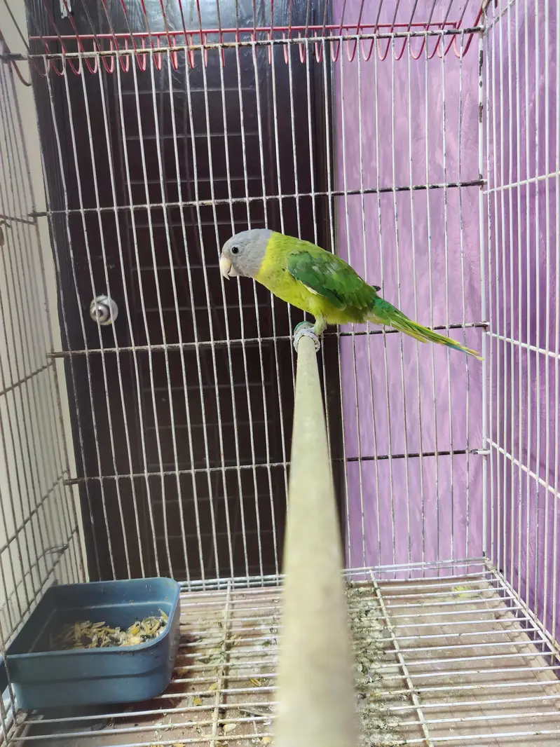 Plum Head adult female semi tamed. — photo 3