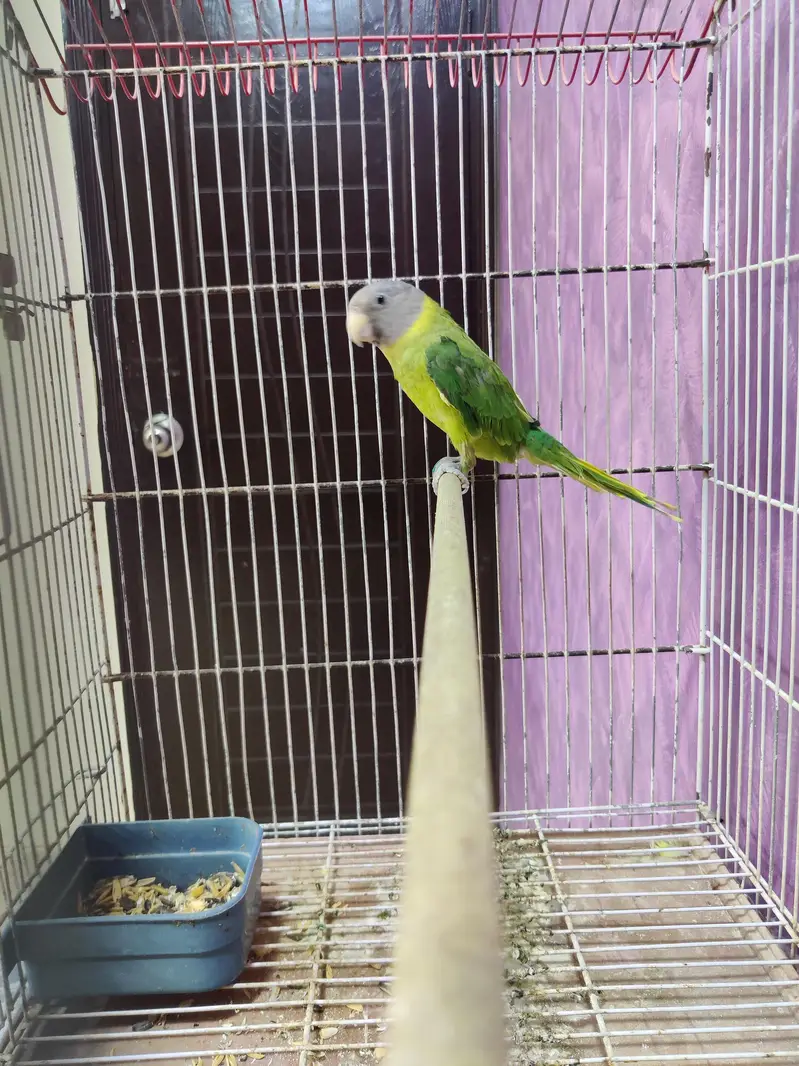 Plum Head adult female semi tamed. — photo 4