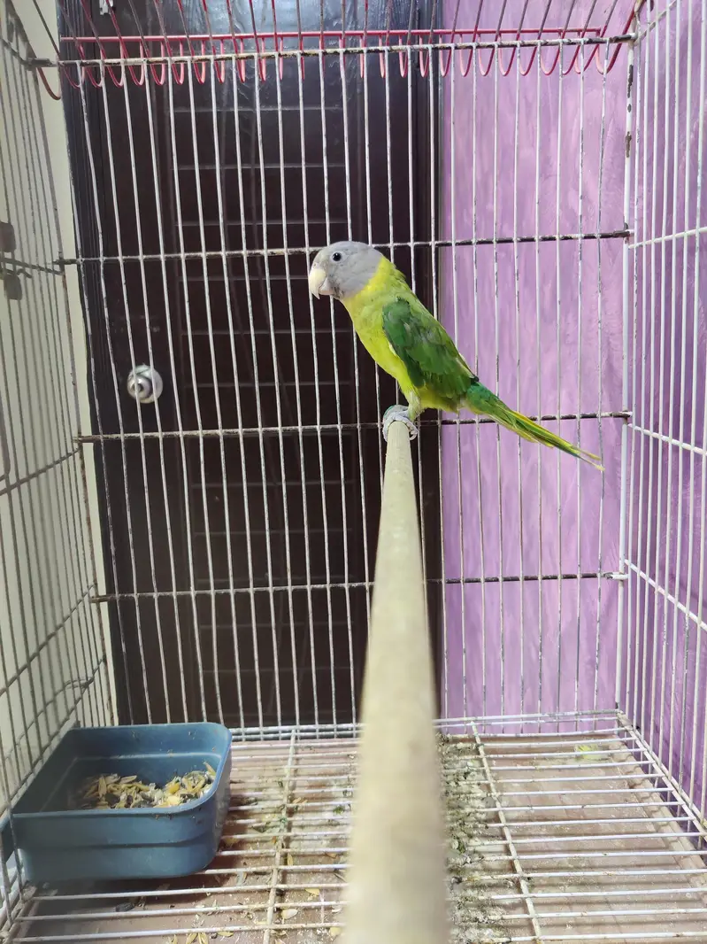 Plum Head adult female semi tamed. — photo 5