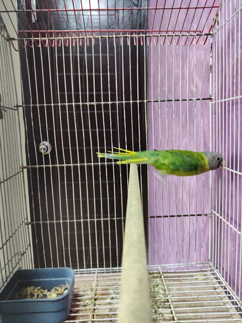 Plum Head adult female semi tamed. — photo 6