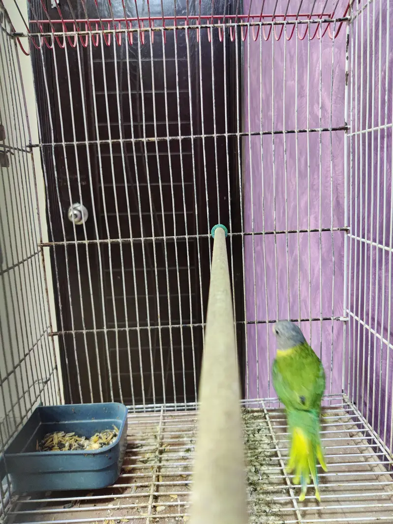 Plum Head adult female semi tamed. — photo 7