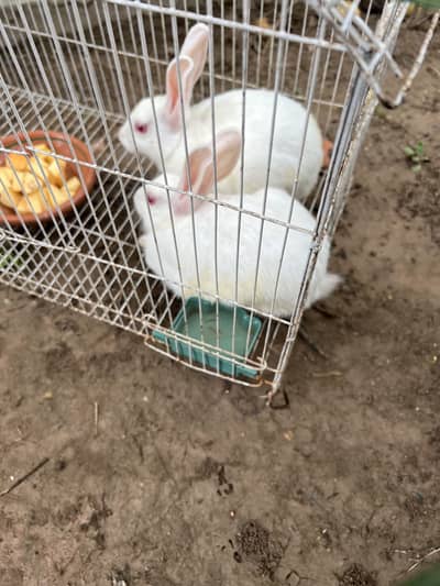 Rabbit Pair without Pinjra