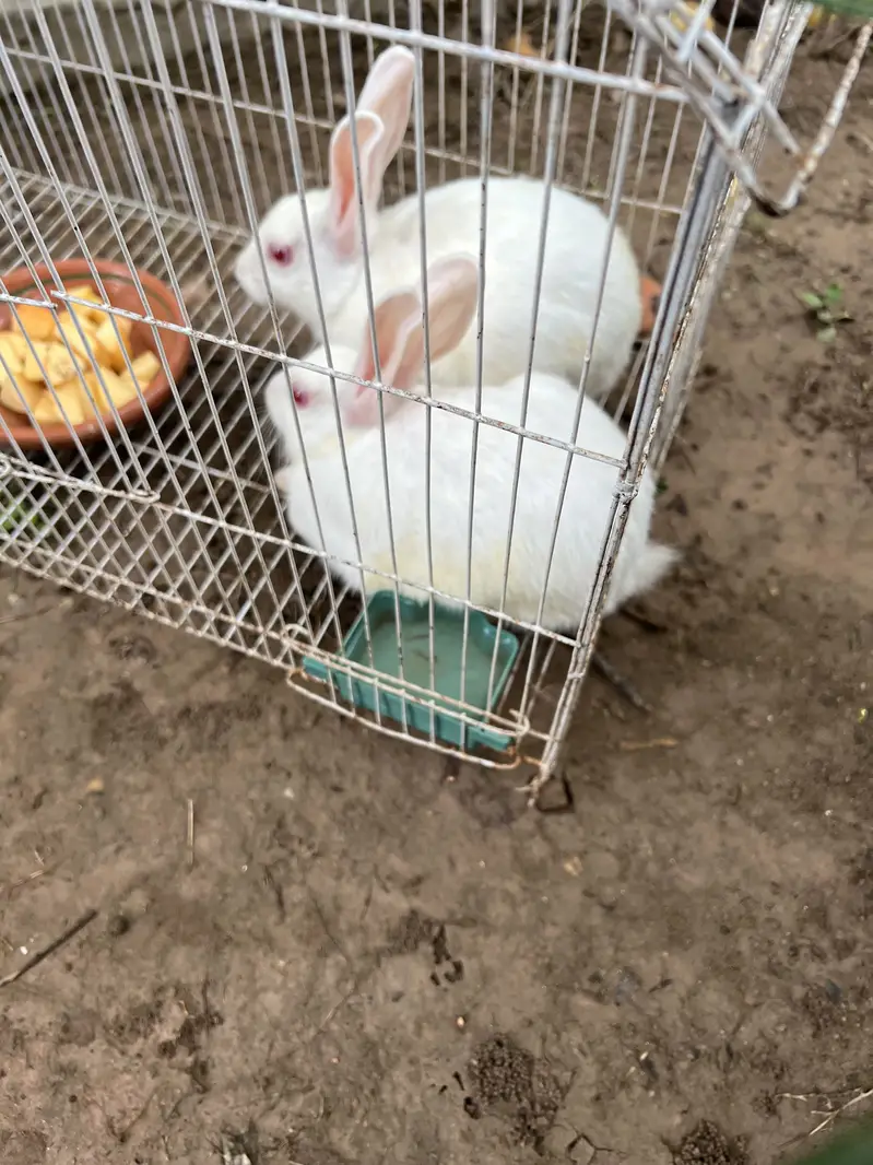 Rabbit Pair without Pinjra