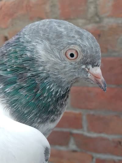 Kamagar Golden Pair Band Jor | Best for breeding