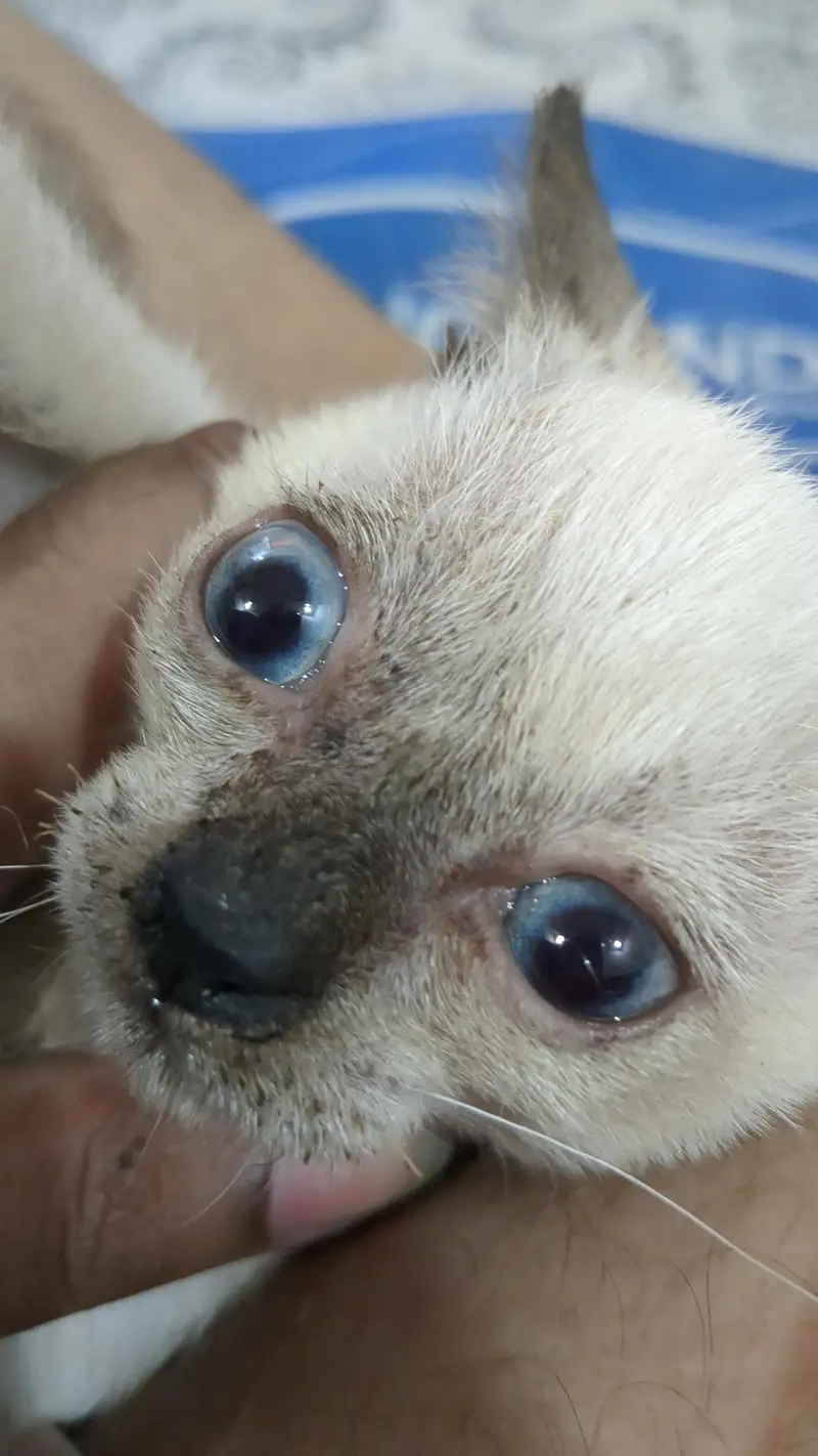2 month old siamese kitten for sale — photo 2