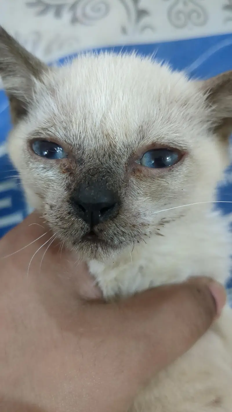2 month old siamese kitten for sale — photo 3