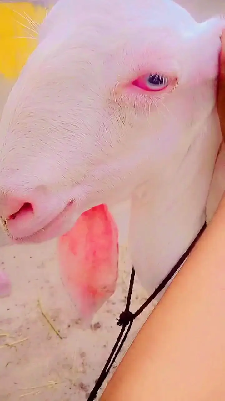 Rajan pori bakri for sale — photo 3