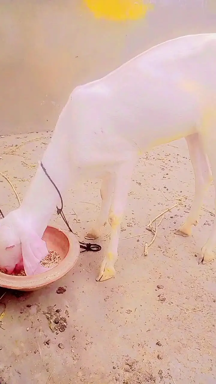 Rajan pori bakri for sale — photo 2