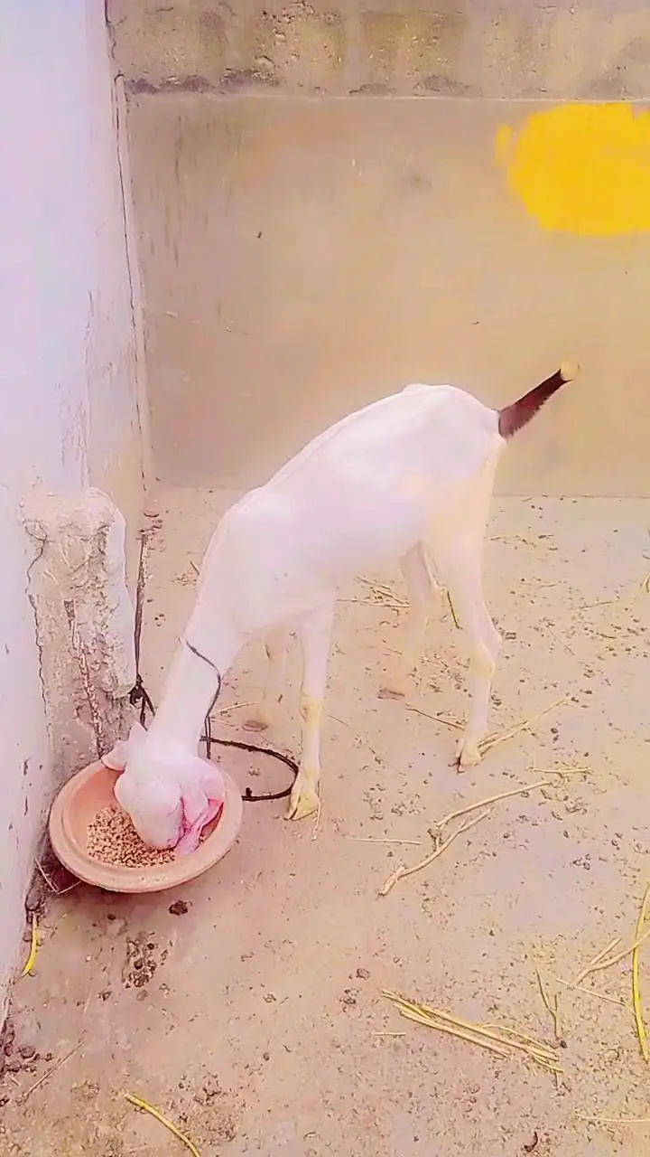 Rajan pori bakri for sale — photo 4