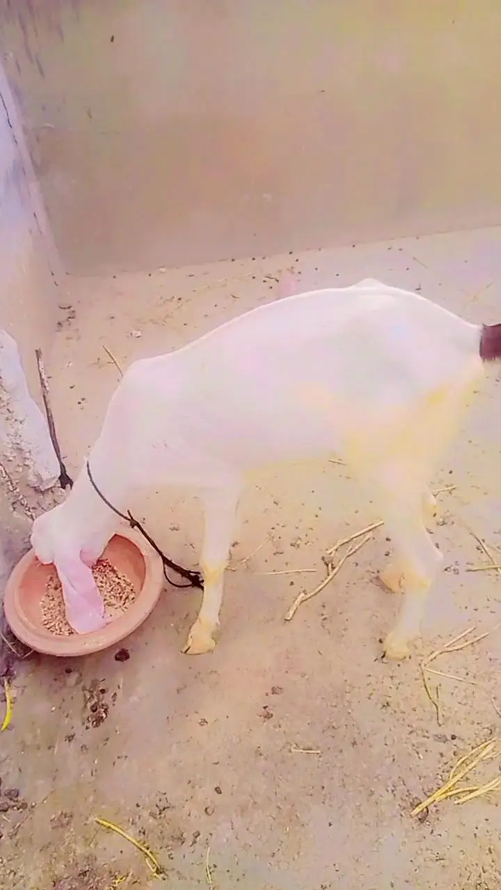 Rajan pori bakri for sale — photo 5