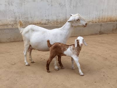Doodh Wali Bakri 1 Bachay Ke Sath | Rs 65,000