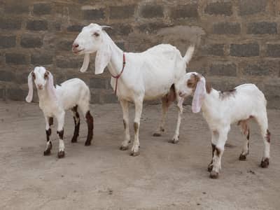 Doodh Wali Bakri 1 Bachay Ke Sath | Rs 65,000
