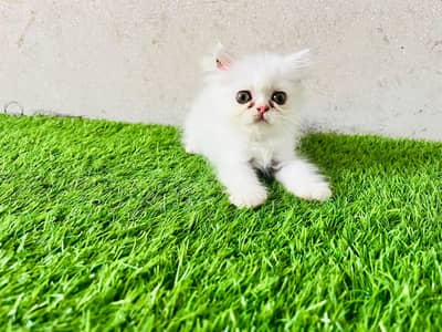 Persian female kittens