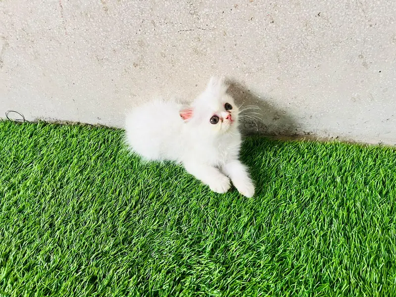 Persian female kittens — photo 2