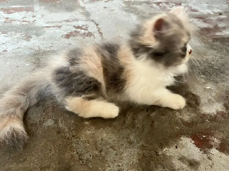 Persian female kittens — photo 3