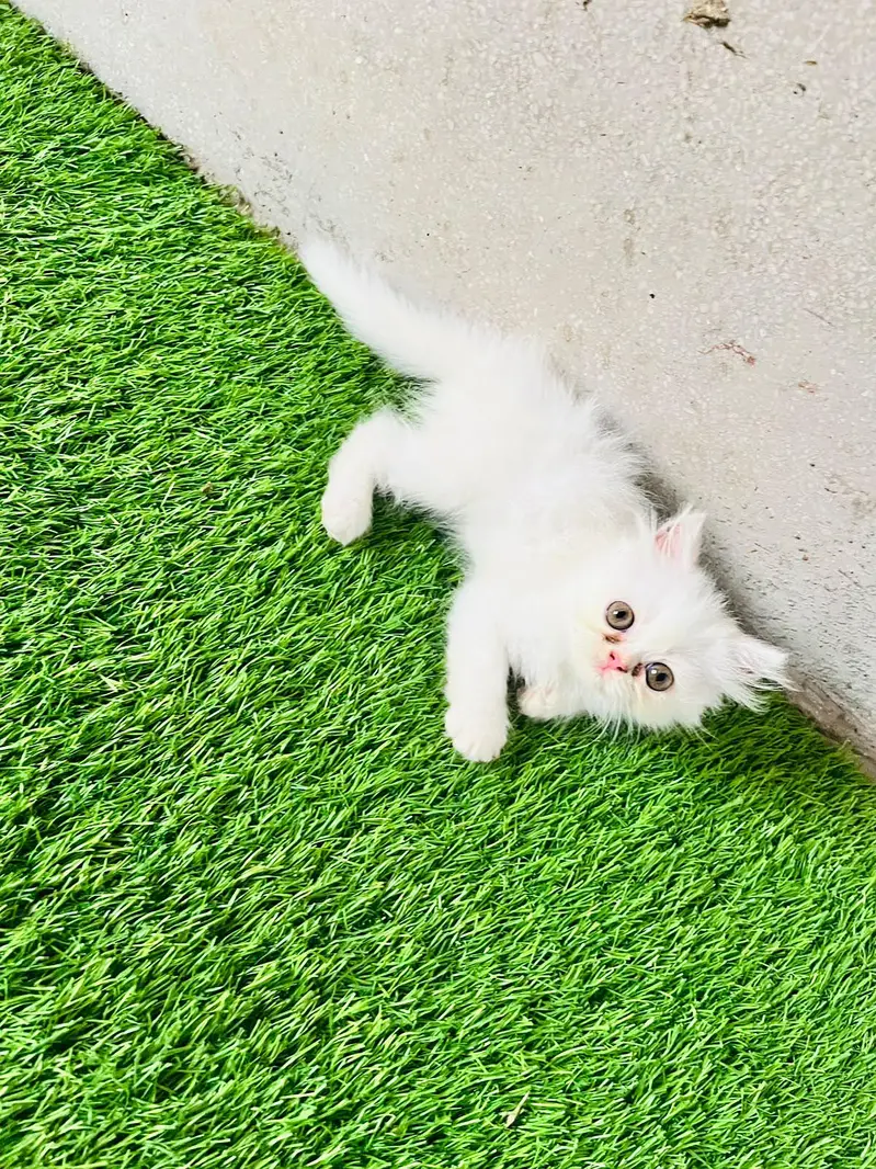 Persian female kittens — photo 4
