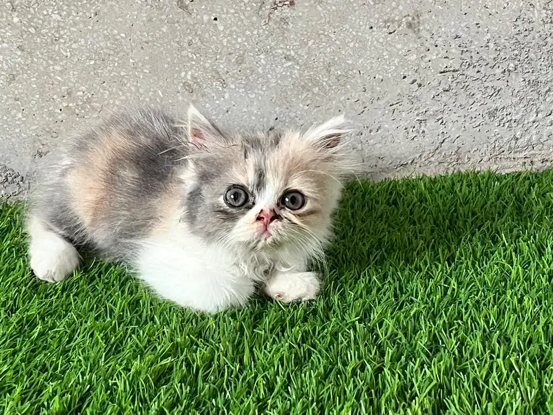 Persian female kittens — photo 6