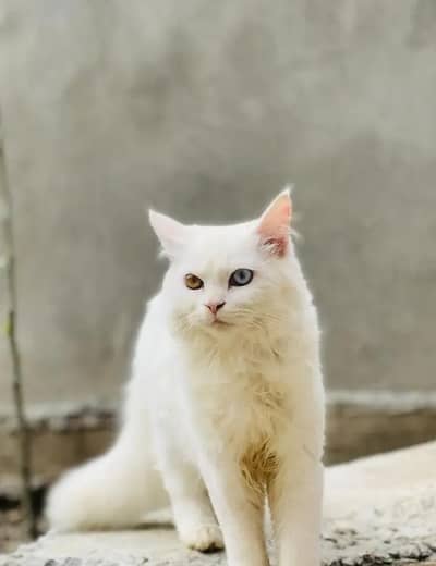 Persian cat for sell