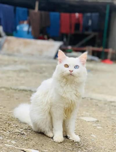 Persian cat for sell