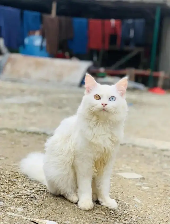 Persian cat for sell — photo 2