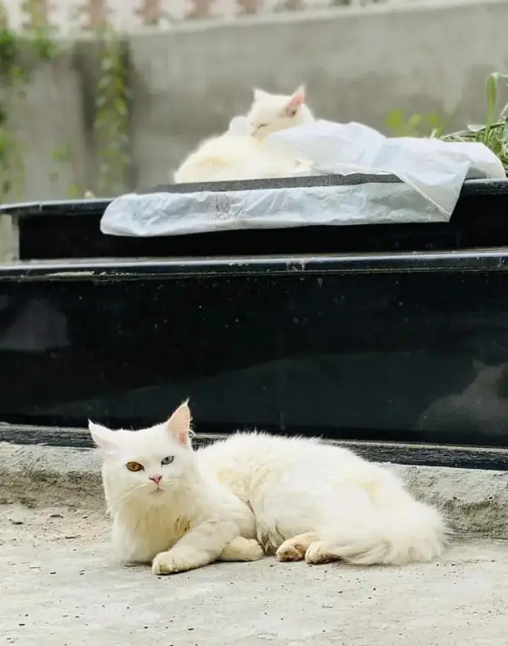 Persian cat for sell — photo 3