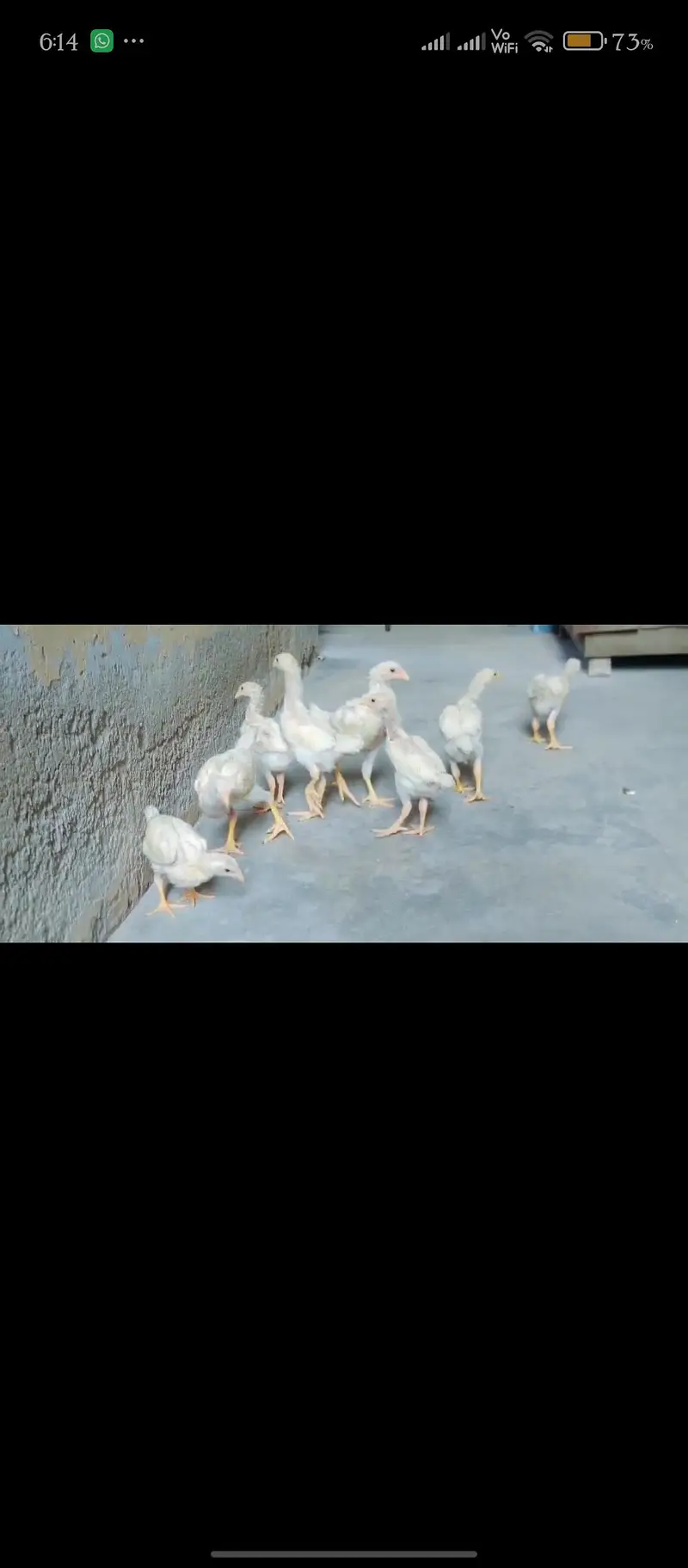 Aseel White Shamoo — photo 6