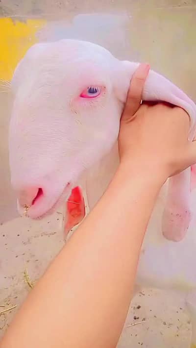 Rajan pori bakri for sale