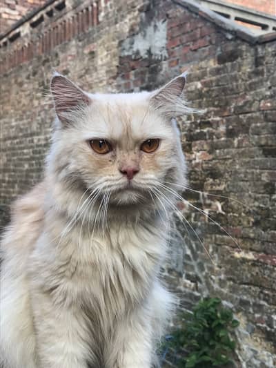 persian