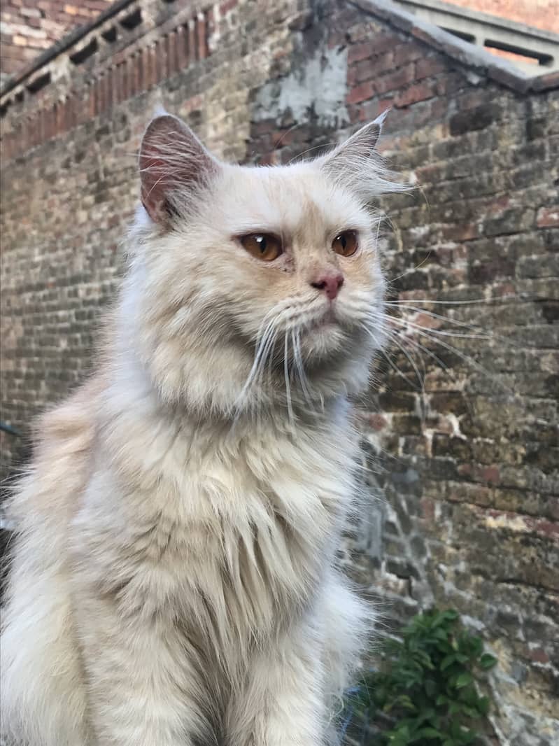 persian 1