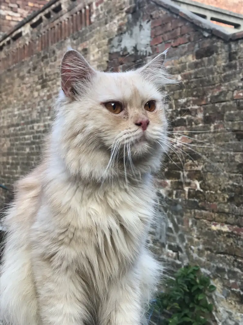 persian — photo 2