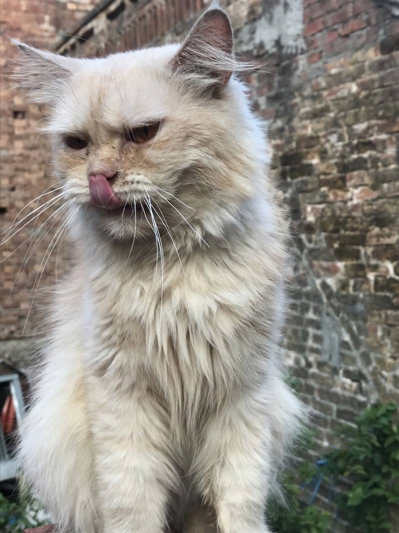 persian 2