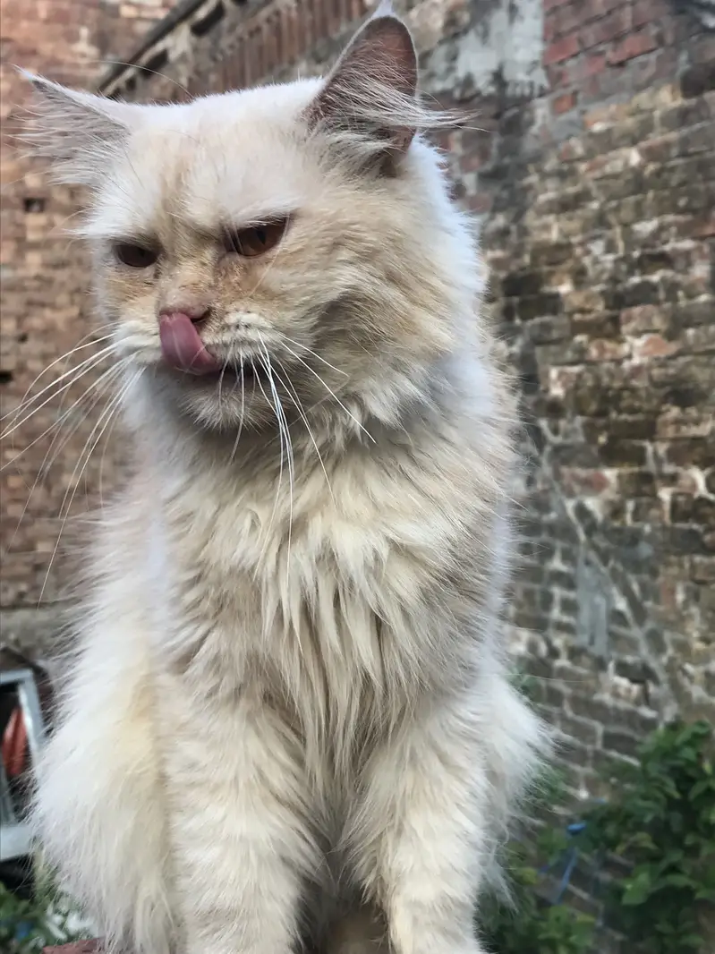 persian — photo 3