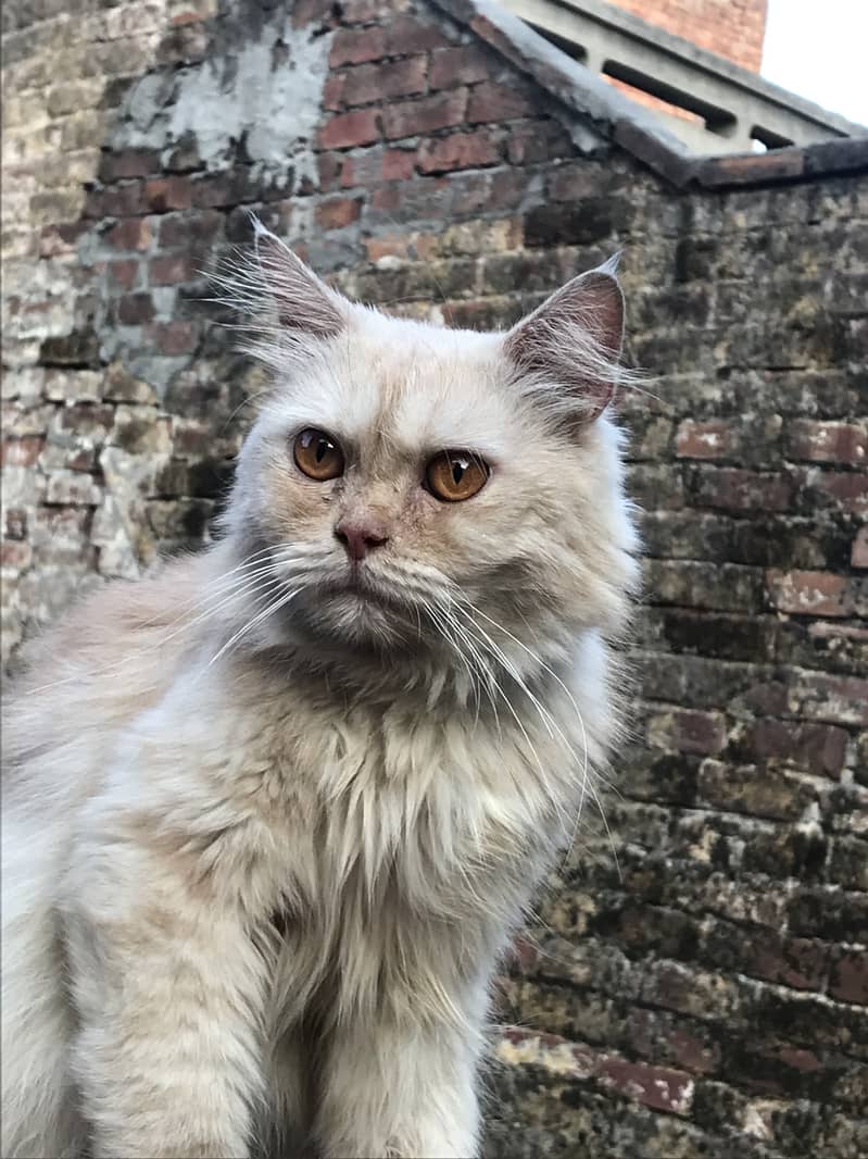 persian 3