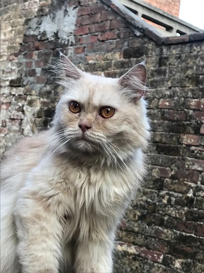 persian — photo 4