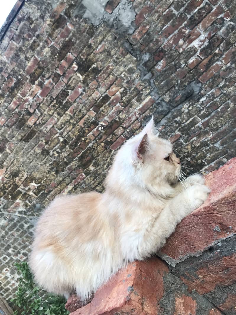 persian 4