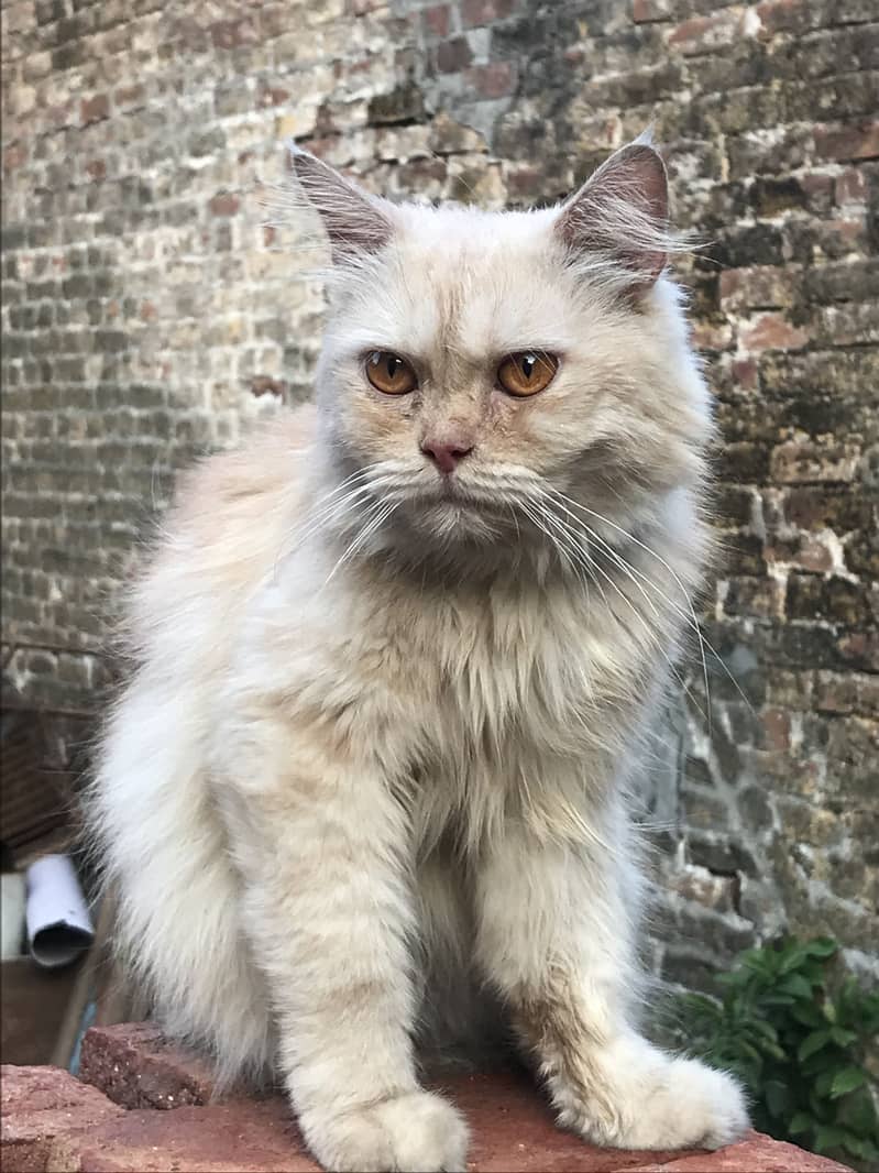 persian 6