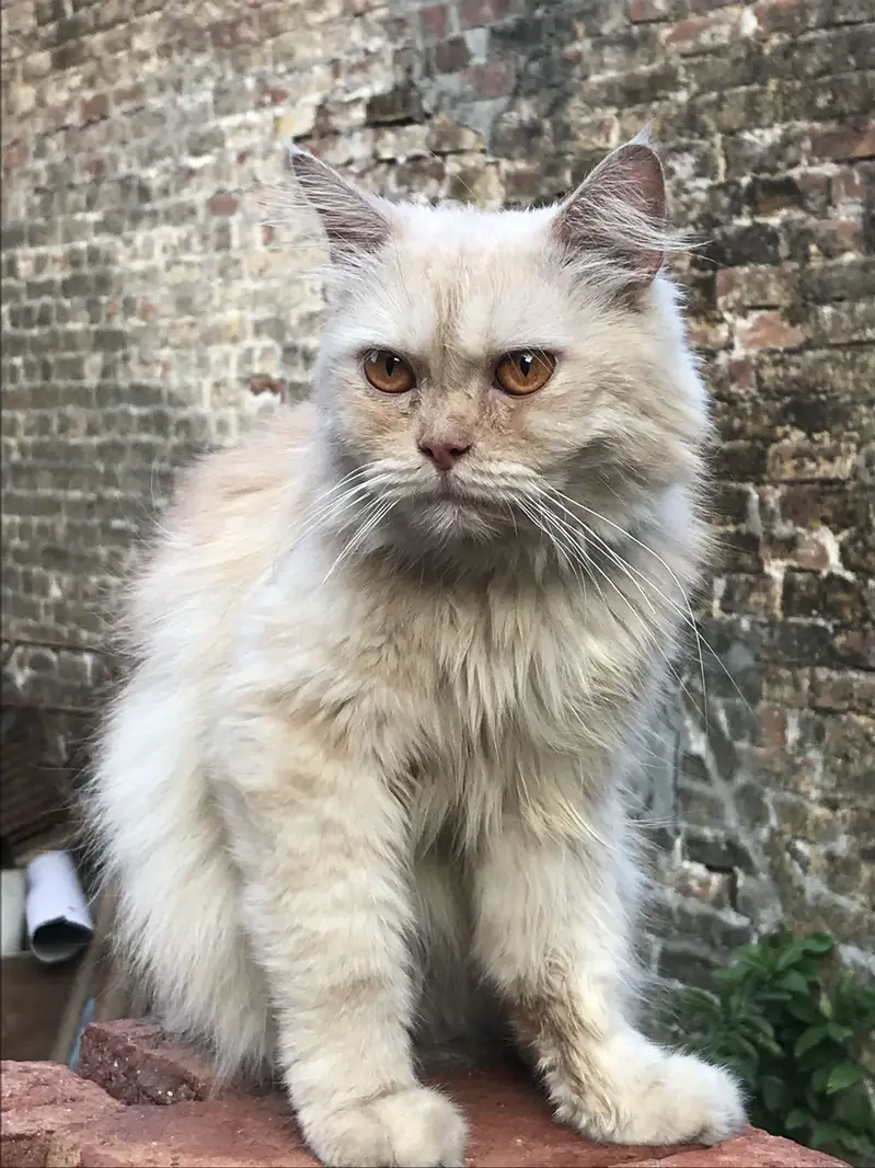 persian — photo 7