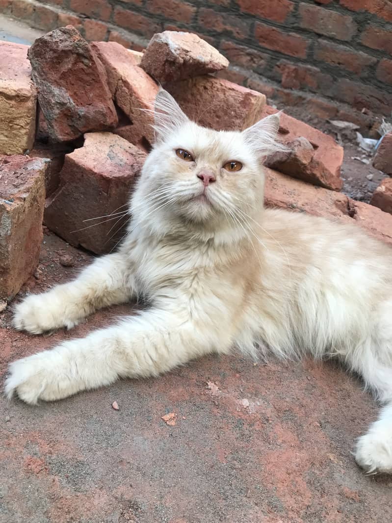 persian 7