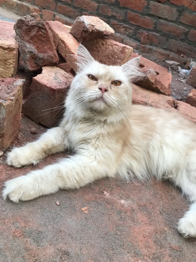 persian — photo 8