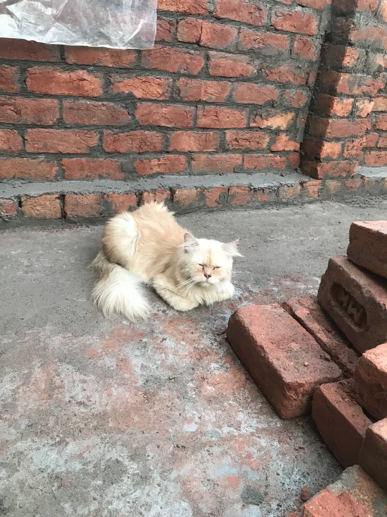 persian 9